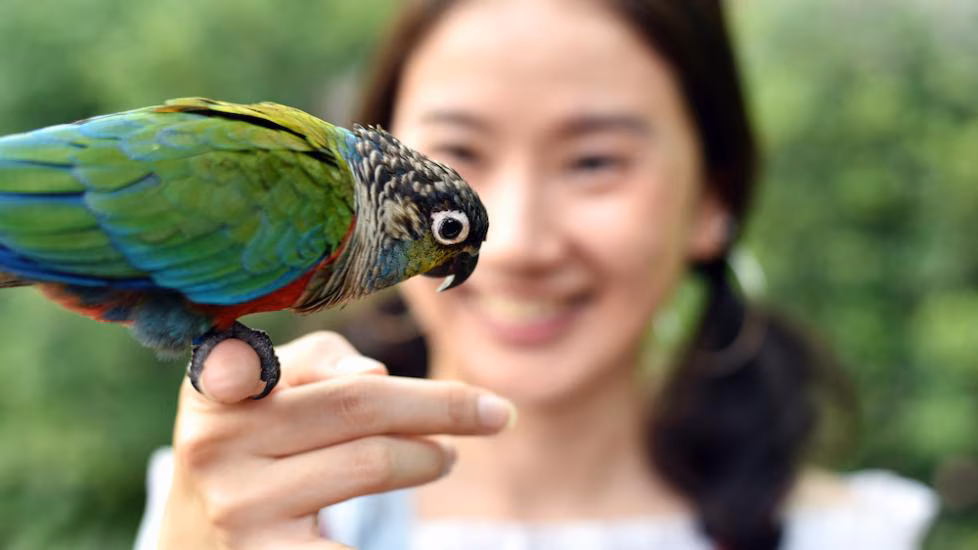 A Bird in the finger